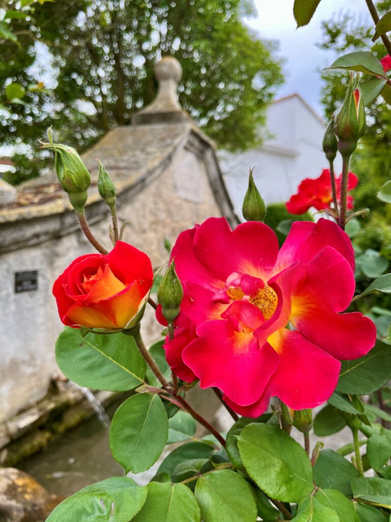 Floración